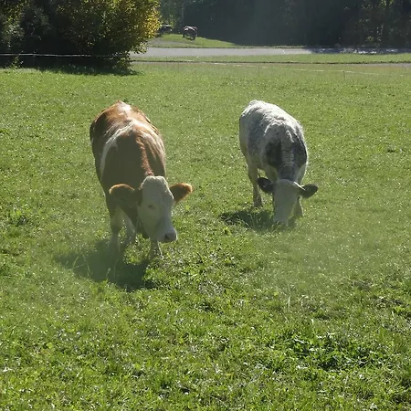 Schwammerlhuette Holiday home